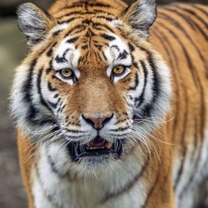 Превью обои тигр, большая кошка, хищник, полосатый, усы, животное
