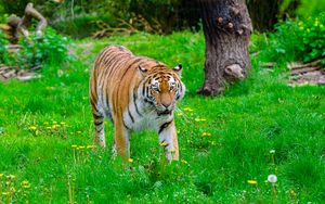 Превью обои тигр, большая кошка, хищник, полосатый, трава