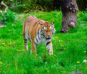 Превью обои тигр, большая кошка, хищник, полосатый, трава