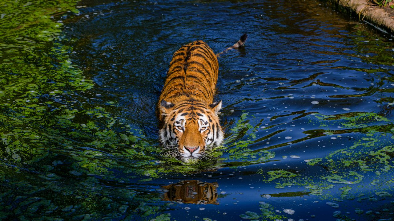 Обои тигр, большая кошка, хищник, полосатый, пруд