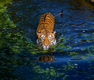 Превью обои тигр, большая кошка, хищник, полосатый, пруд