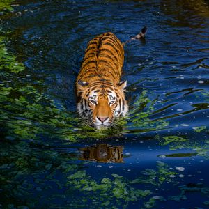 Превью обои тигр, большая кошка, хищник, полосатый, пруд