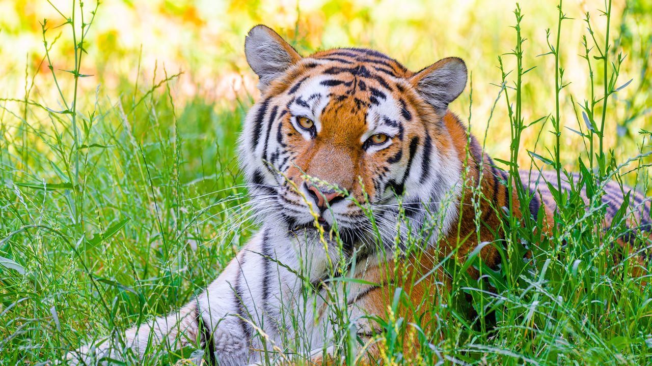 Обои тигр, большая кошка, хищник, дикий, трава