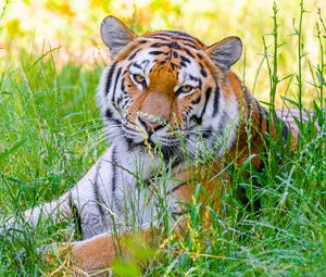 Превью обои тигр, большая кошка, хищник, дикий, трава