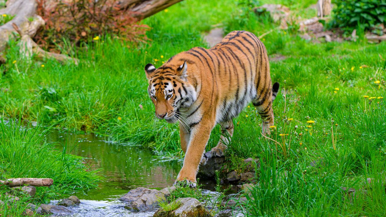 Обои тигр, большая кошка, хищник, полосатый, ручей