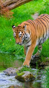 Превью обои тигр, большая кошка, хищник, полосатый, ручей