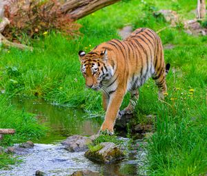 Превью обои тигр, большая кошка, хищник, полосатый, ручей