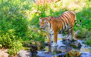 Превью обои тигр, большая кошка, хищник, полосатый, ручей, дикий