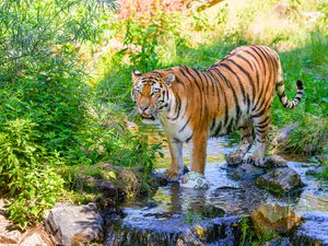 Превью обои тигр, большая кошка, хищник, полосатый, ручей, дикий