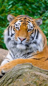 Превью обои тигр, большая кошка, камень, хищник