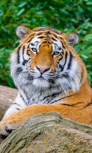 Превью обои тигр, большая кошка, камень, хищник