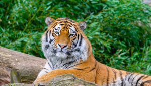 Превью обои тигр, большая кошка, камень, хищник