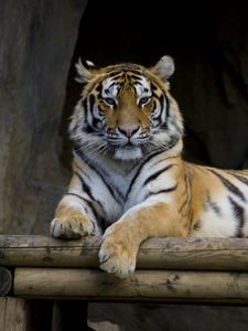 Превью обои тигр, большая кошка, лапы, хищник, бревна