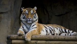 Превью обои тигр, большая кошка, лапы, хищник, бревна