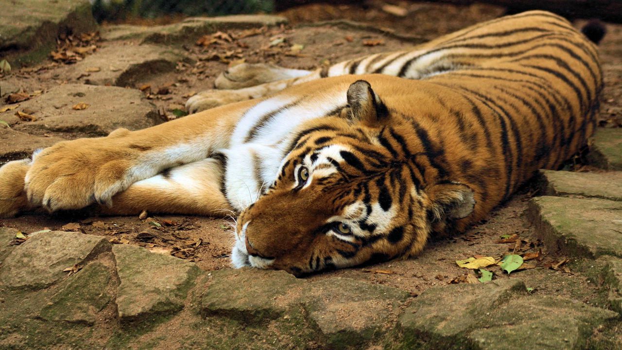 Обои тигр, большая кошка, лежать, хищник