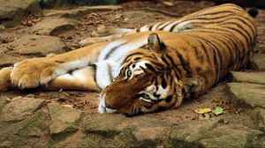 Превью обои тигр, большая кошка, лежать, хищник
