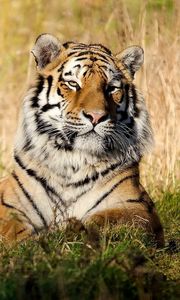 Превью обои тигр, большая кошка, лежать, трава