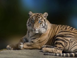 Превью обои тигр, большая кошка, лежать, грация, красивый, хищник