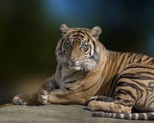 Превью обои тигр, большая кошка, лежать, грация, красивый, хищник