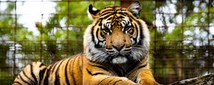 Превью обои тигр, большая кошка, морда, взгляд, хищник