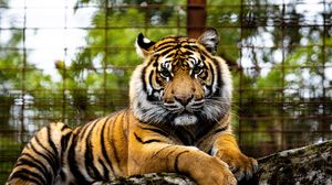 Превью обои тигр, большая кошка, морда, взгляд, хищник