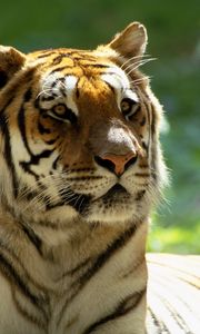 Превью обои тигр, большая кошка, морда, полосатый