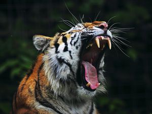 Превью обои тигр, большая кошка, морда, оскал, злость