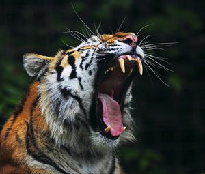 Превью обои тигр, большая кошка, морда, оскал, злость