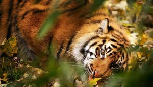 Превью обои тигр, большая кошка, морда, хищник, трава, листья, размытость