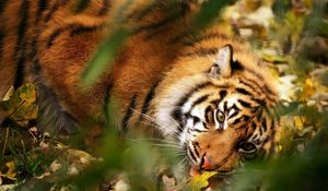 Превью обои тигр, большая кошка, морда, хищник, трава, листья, размытость