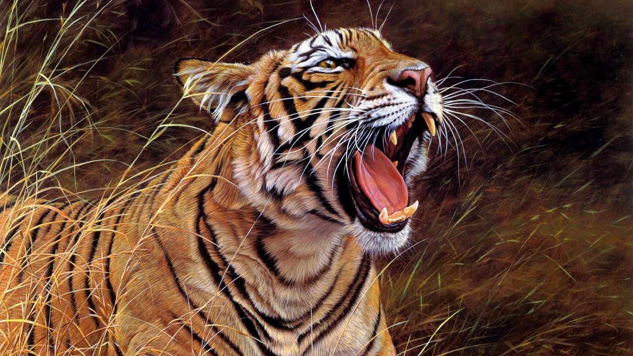 Обои тигр, большая кошка, оскал, полосатый, злость