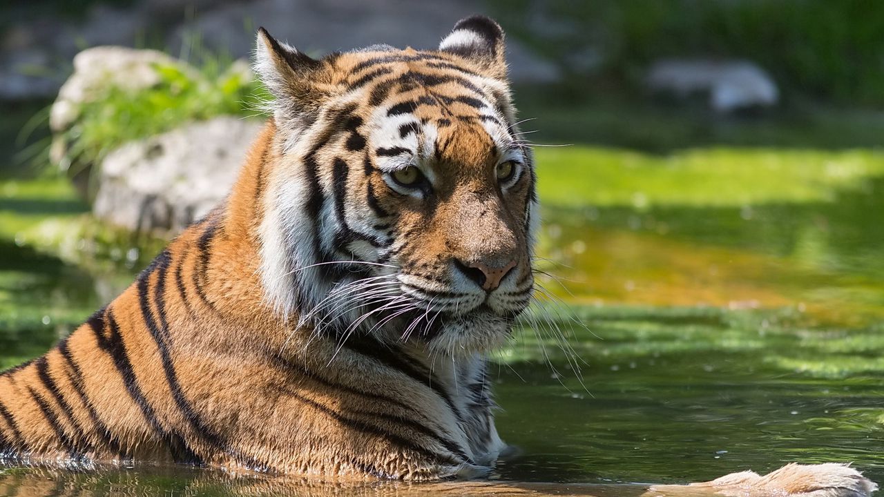 Обои тигр, большая кошка, полосатый, морда, хищник, вода, плавать