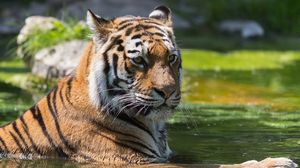 Превью обои тигр, большая кошка, полосатый, морда, хищник, вода, плавать