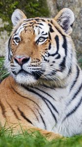 Превью обои тигр, большая кошка, полосы, хищник, взгляд, животное