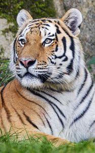 Превью обои тигр, большая кошка, полосы, хищник, взгляд, животное