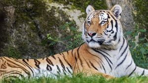Превью обои тигр, большая кошка, полосы, хищник, взгляд, животное