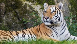 Превью обои тигр, большая кошка, полосы, хищник, взгляд, животное