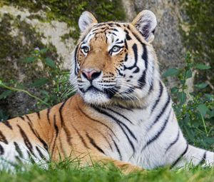 Превью обои тигр, большая кошка, полосы, хищник, взгляд, животное