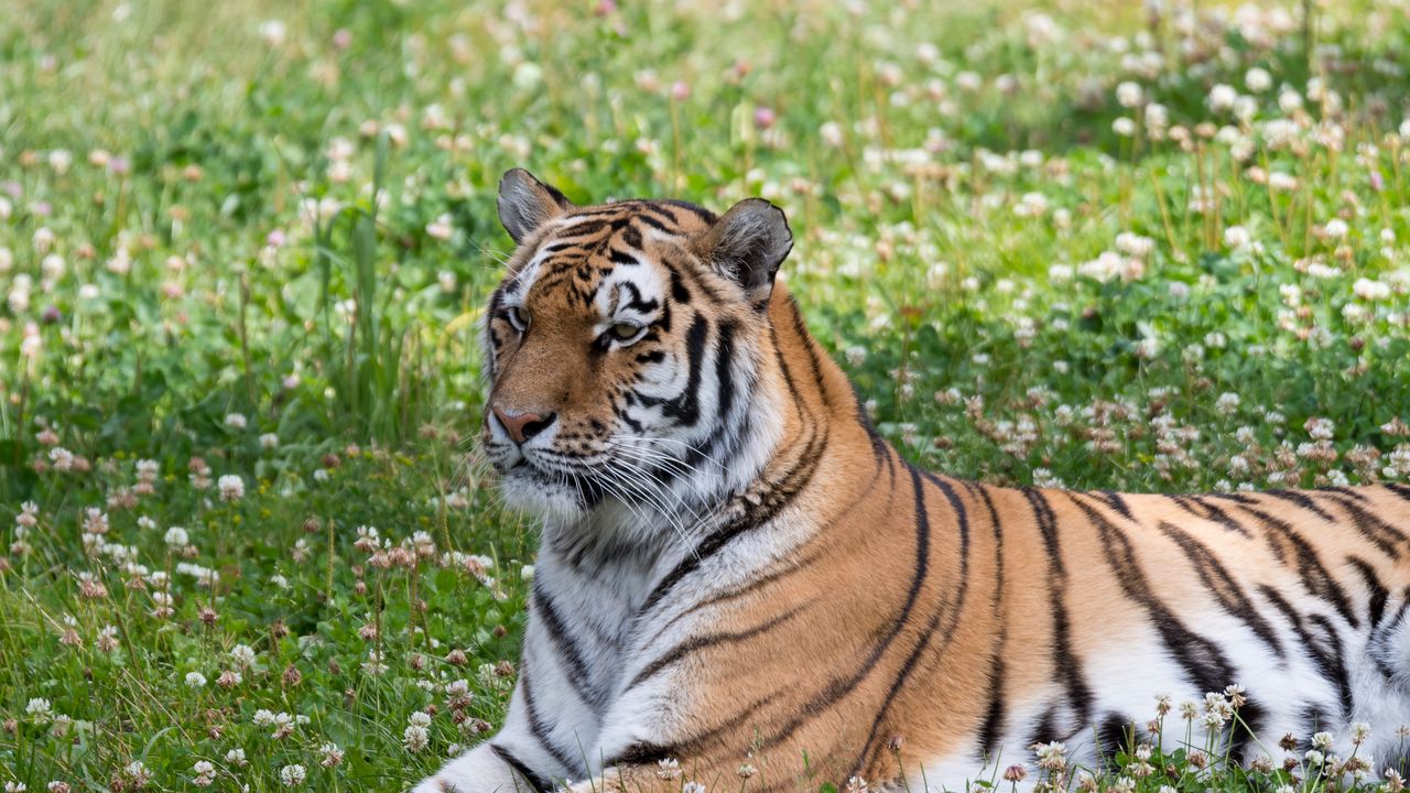 Обои тигр, большая кошка, полосы, хищник, трава