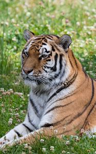 Превью обои тигр, большая кошка, полосы, хищник, трава