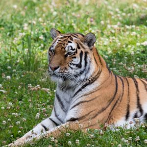 Превью обои тигр, большая кошка, полосы, хищник, трава