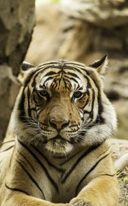 Превью обои тигр, большая кошка, полосы, хищник, грозный
