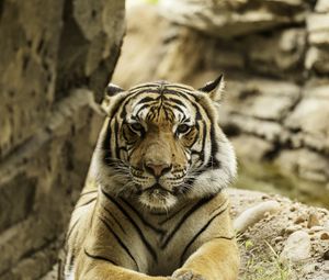 Превью обои тигр, большая кошка, полосы, хищник, грозный
