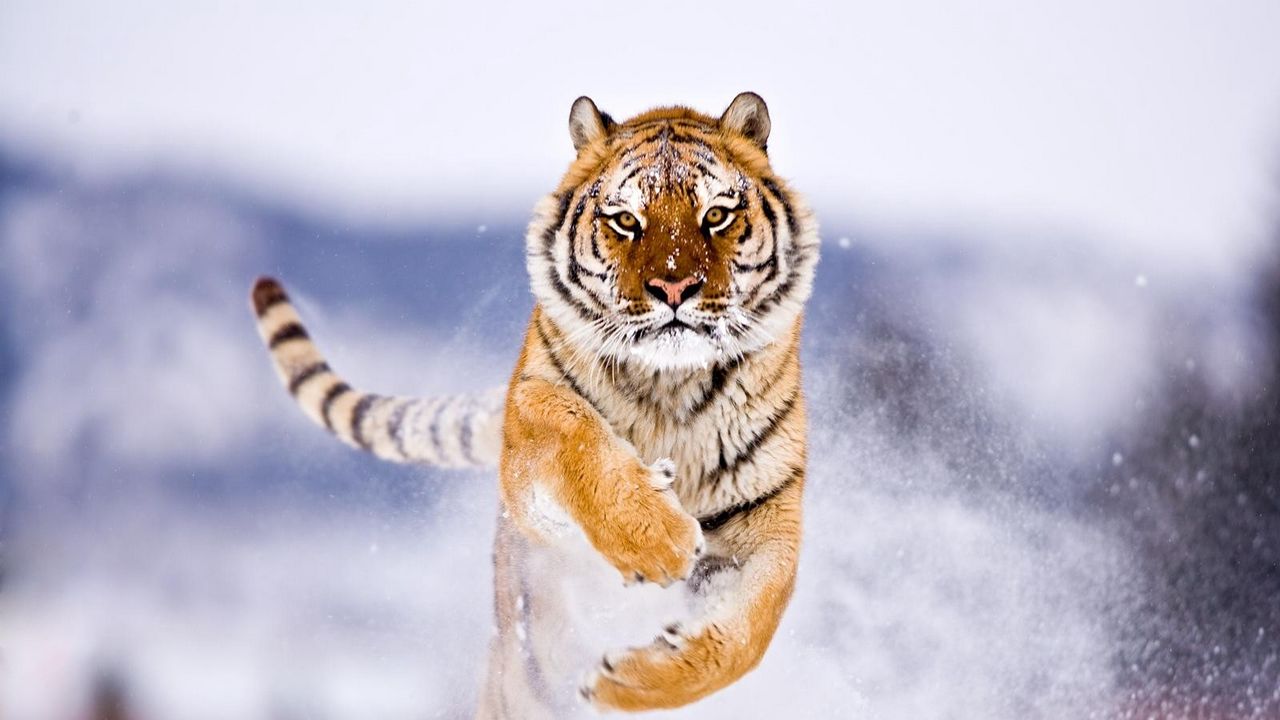 Обои тигр, большая кошка, прыжок, снег