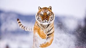 Превью обои тигр, большая кошка, прыжок, снег