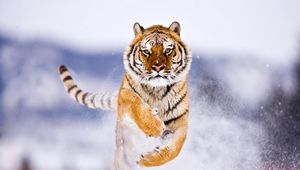 Превью обои тигр, большая кошка, прыжок, снег