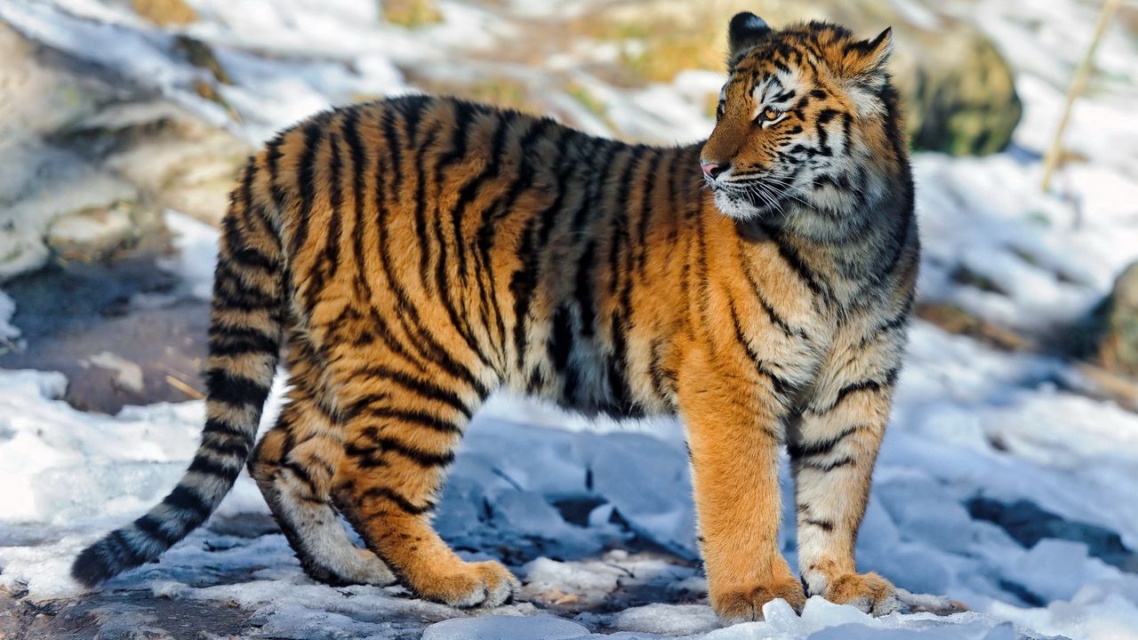 Обои тигр, большая кошка, снег, прогулка