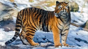 Превью обои тигр, большая кошка, снег, прогулка
