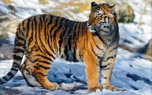 Превью обои тигр, большая кошка, снег, прогулка