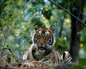 Превью обои тигр, большая кошка, трава, лес
